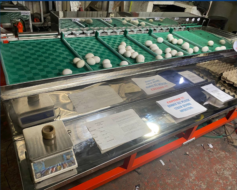 Egg Grader Machine Fabrication